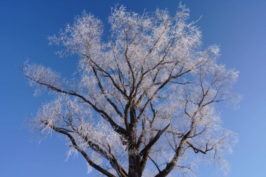 kışın kapalı ağacı süsleyin
