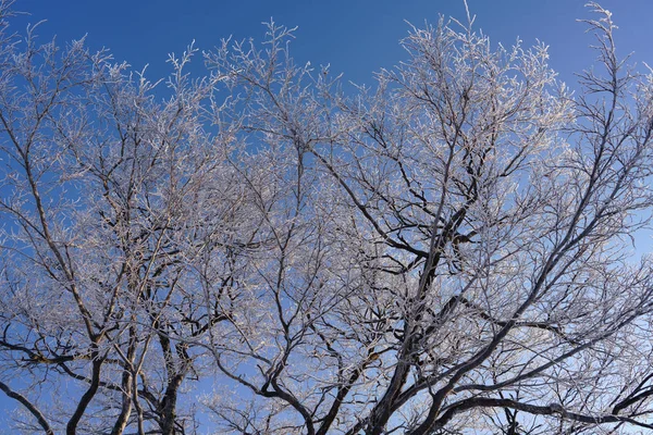 Frostbedeckter Baum Winter — Stockfoto