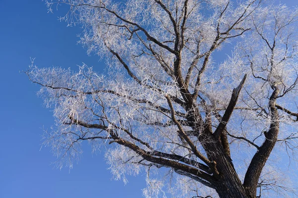 Frostbedeckter Baum Winter — Stockfoto