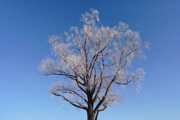 Árbol Cubierto Escarcha Invierno — Foto de Stock