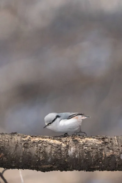 Casse Noisette Dans Forêt Hiver — Photo