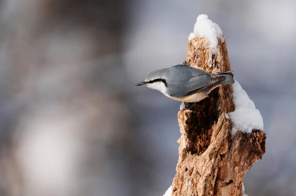 Ein Nussknacker Winterwald — Stockfoto