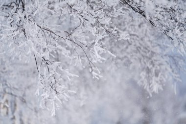 kışın kapalı ağacı süsleyin