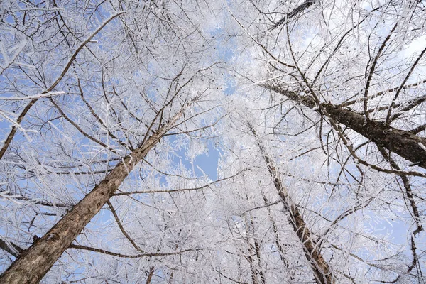 Zimě Mráz Které Strom — Stock fotografie