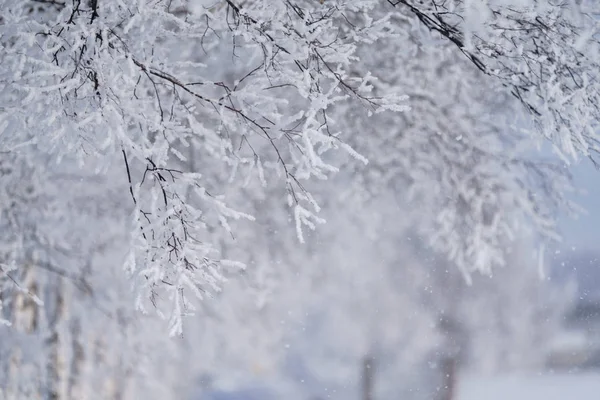 Παγετός Καλύπτονται Δέντρο Χειμώνα — Φωτογραφία Αρχείου