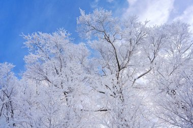 Kış ormanında don kaplı ağaç