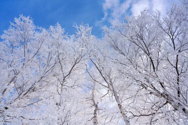 Kış ormanında don kaplı ağaç