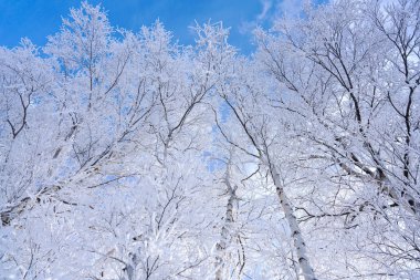 Kış ormanında don kaplı ağaç