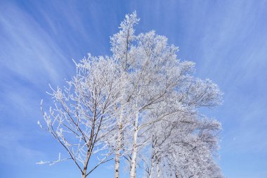 Kış ormanında don kaplı ağaç