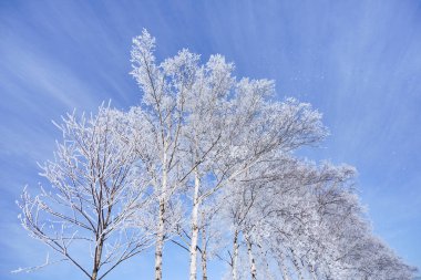 Kış ormanında don kaplı ağaç