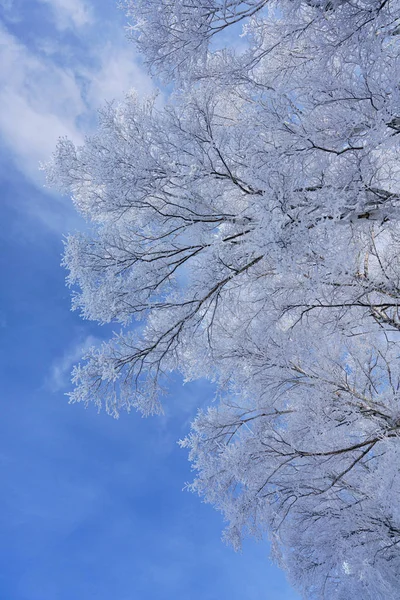 Frostbedeckter Baum Winterwald — Stockfoto