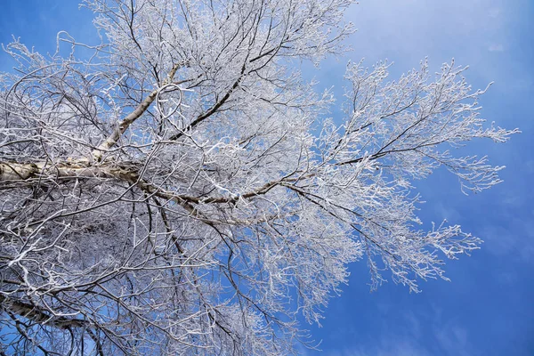 Frostbedeckter Baum Winterwald — Stockfoto