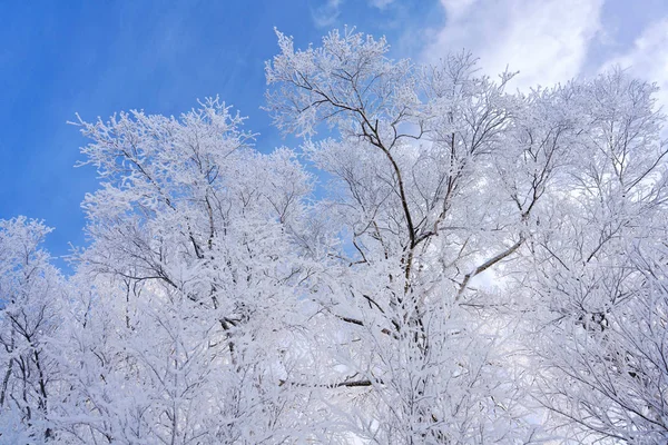 Árbol Cubierto Heladas Bosque Invierno —  Fotos de Stock