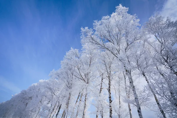 Frost Covered Tree Winter Forest — Stock Photo, Image