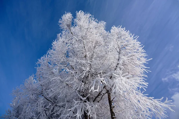 Árbol Cubierto Heladas Bosque Invierno —  Fotos de Stock