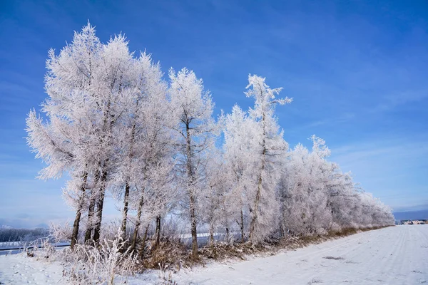 Fagy Borította Téli Erdőben — Stock Fotó