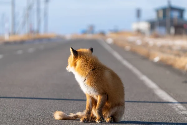冬の北海道の狐 — ストック写真