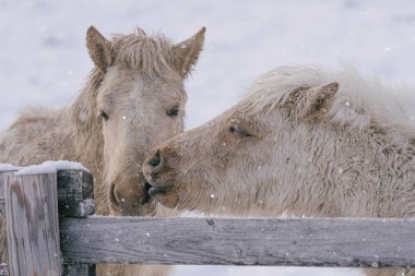 iki at şarap hokkaido