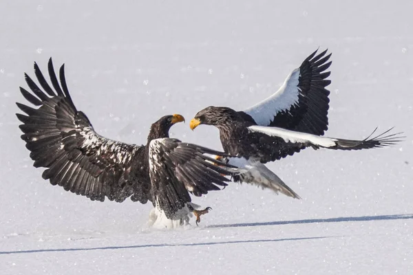 Águia Marinha Steller Inverno Hokkaido — Fotografia de Stock