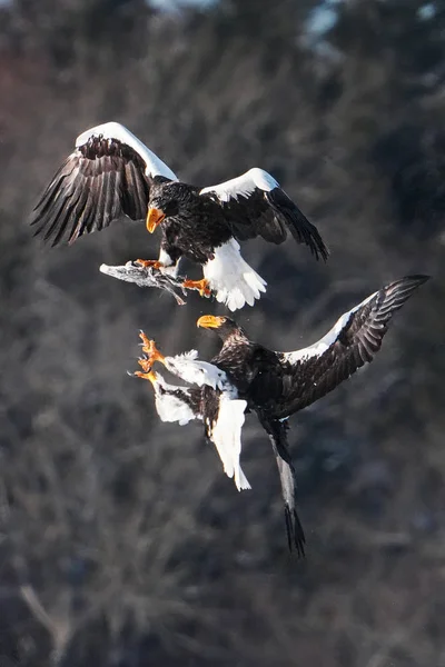 Steller Sea Eagle Winter Hokkaido — Stock Photo, Image