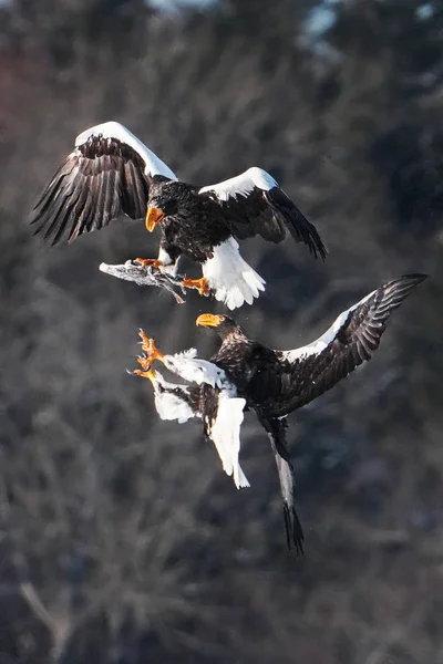 Águila Mar Steller Invierno Hokkaido —  Fotos de Stock