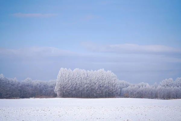 Frost Covered Tree Winter Forest — Stock Photo, Image