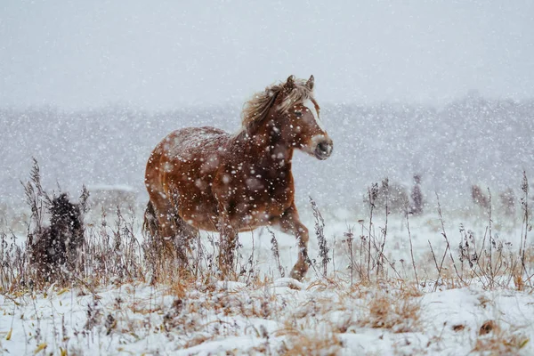 Caballo Invierno Hokkaido — Foto de Stock