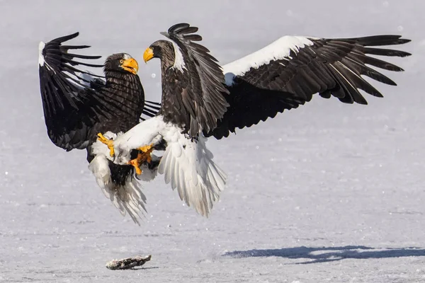 Steller Kışın Deniz Kartalı Hokkaido — Stok fotoğraf