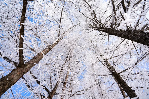 Mrazem Pokrytý Strom Zimním Lese — Stock fotografie