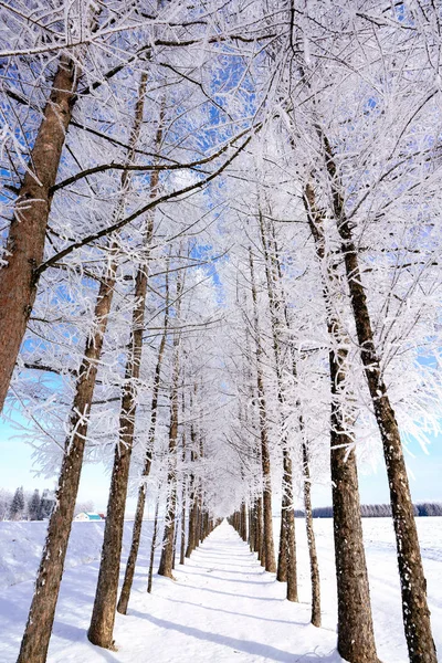 Gelo Albero Coperto Nella Foresta Invernale — Foto Stock