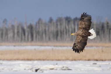 beyaz kuyruklu kartal kışın hokkaido