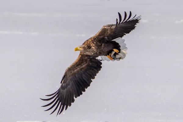 White Tailed Eagle Winter Hokkaido — Stock Photo, Image