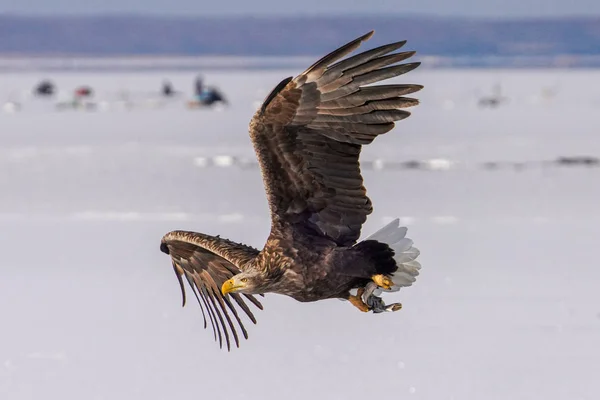 Águia Cauda Branca Inverno Hokkaido — Fotografia de Stock