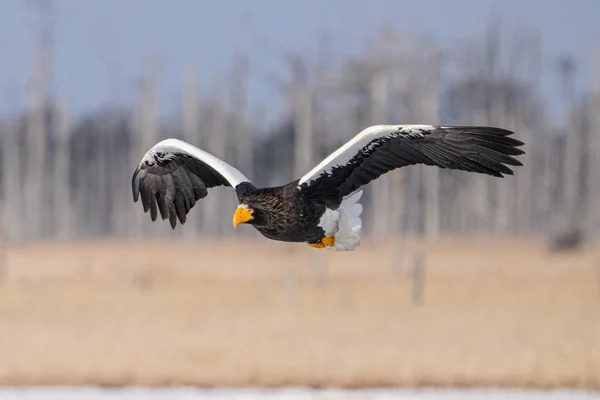 Stellers Havsörn Hokkaido — Stockfoto