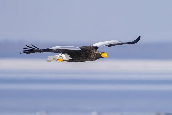 Stellers Havsörn Hokkaido — Stockfoto