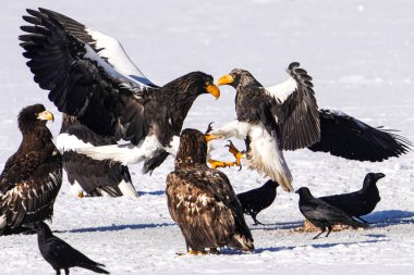 Steller 'ın deniz kartalı ve beyaz kuyruklu kartalı.