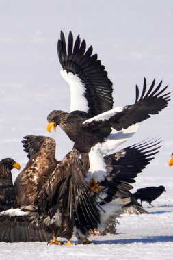 Steller 'ın deniz kartalı ve beyaz kuyruklu kartalı.