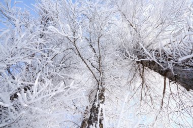 Kış hokkaido 'sunda don kaplı ağaç