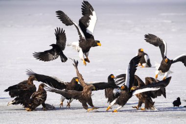 Steller 'ın deniz kartalı ve beyaz kuyruklu kartalı.
