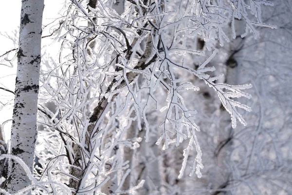 Árbol Cubierto Heladas Invierno Hokkaido —  Fotos de Stock