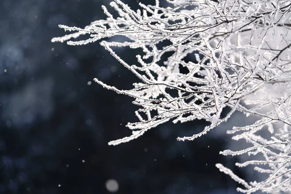 Árbol Cubierto Heladas Invierno Hokkaido —  Fotos de Stock