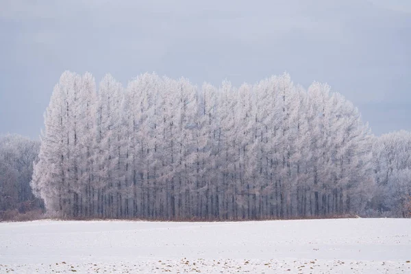 Arbre Couvert Gel Hiver Hokkaido — Photo