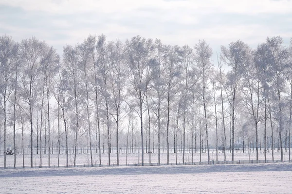 Vorst Bedekt Boom Winter Hokkaido — Stockfoto