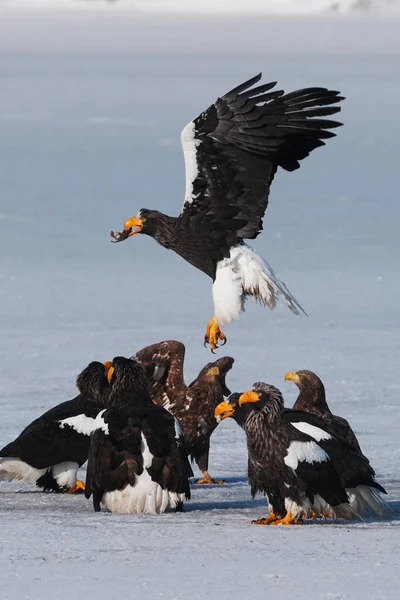 Steller Sea Eagle White Tailed Eagle Stock Photo