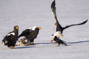 Steller 'ın kışın deniz kartalı
