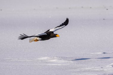 Steller 'ın kışın deniz kartalı
