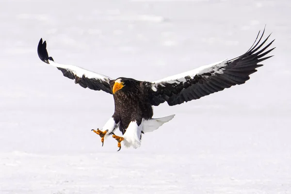 Steller Sea Eagle Winter — Stock Photo, Image