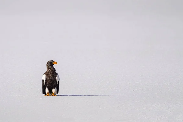 Águila Marina Steller Invierno — Foto de Stock