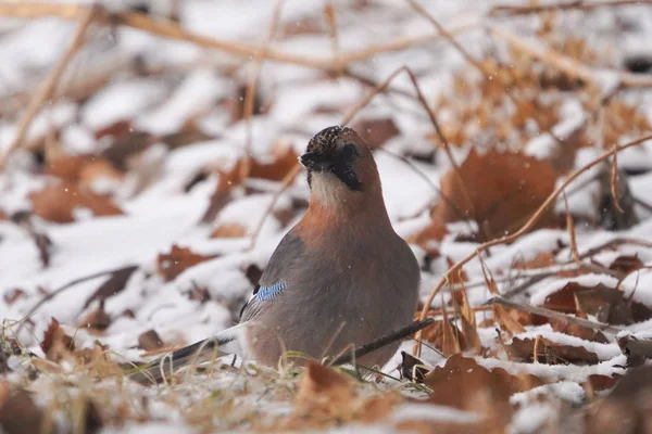 Eurasian Jay Floresta Inverno — Fotografia de Stock