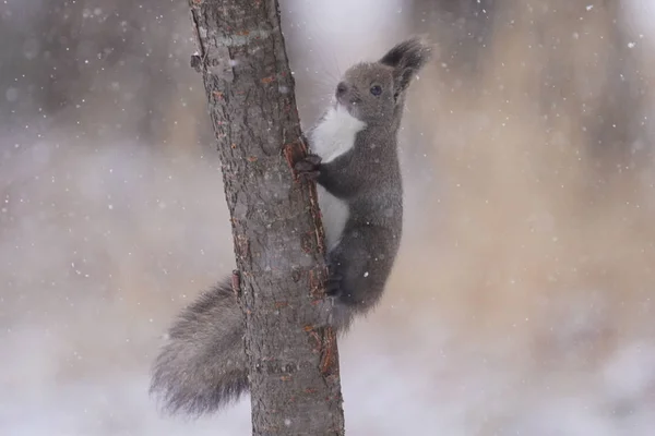 Egy Mókus Télen Hokkaido — Stock Fotó